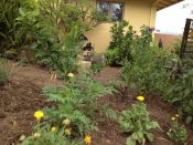 Greywater almost invisibly watering the garden.