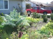 close up, after photo, Native Garden Redo in Ellwood, photo courtesy of Sweetwater Collaborative