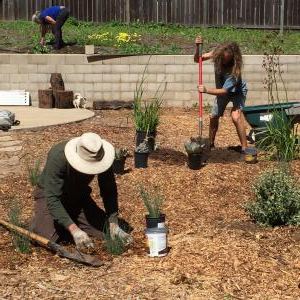 planting Live Oak