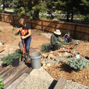 more planting Live Oak