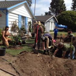 tree planting next to basin